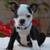 Boston Puppy 4 month old Female 2 thumbnail