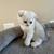 Kittens 1 thumbnail