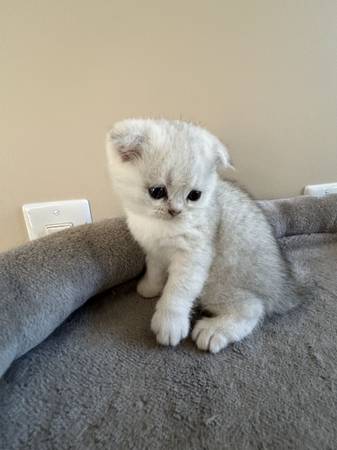 Kittens 1