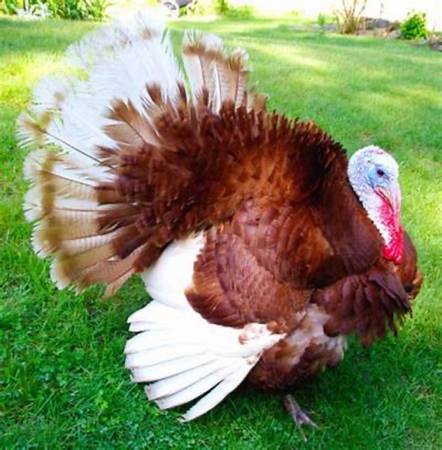 Red Bourbon Turkey Tom 1
