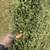 Quality hay, Timothy Orchard. 2 thumbnail