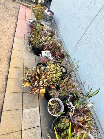 FREE Plants 1