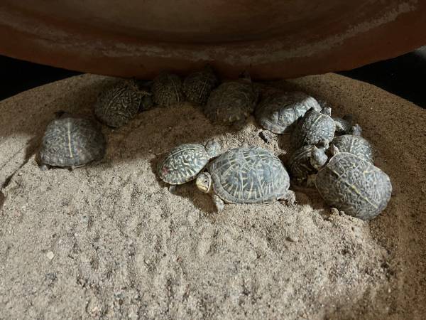 Baby box turtles rehoming 1