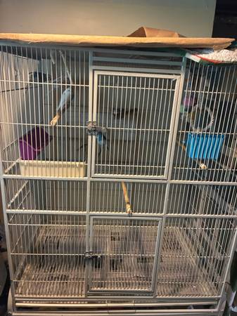 5 parakeets and cage (Garfield Heights)63871911323649122