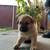 PUPS    GS / Mix 3 thumbnail