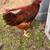 Free 3 Month Old Rooster 2 thumbnail