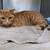 Found male orange cat 1 thumbnail