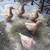 Buff Ducks 1 thumbnail