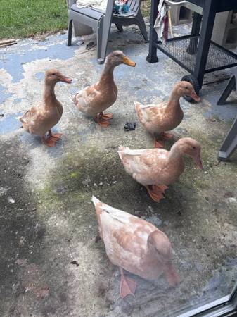 Buff Ducks 1