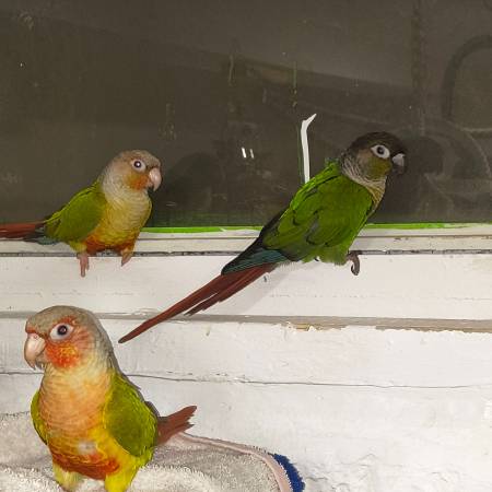 Conures542450348417372161