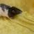 Male rats 8 thumbnail