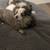Maltese Puppies for sale 2 thumbnail