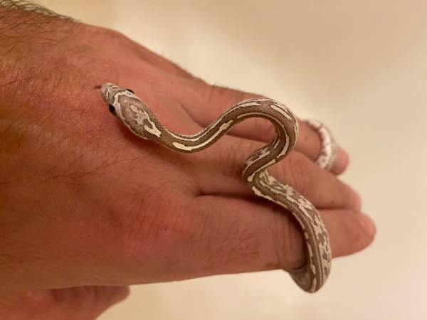 Baby ghost corn snake available (Norwalk)63690119400835120