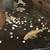 Saltwater AND freshwater fish 6 thumbnail