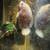 Albino tiger Oscar fish 1 thumbnail