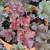 PERENNIALS - Fall Planting 24 thumbnail