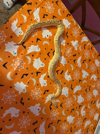 Ball python +everything you need63936013592963120