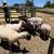 Animal Keeper At Alpine Acres Sanctuary Farm 9 thumbnail