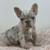 Merle French Bulldogs (females ) 9 thumbnail