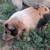 Kunekune 4 thumbnail