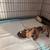 Mini dachshund 3 thumbnail