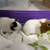 Two Beautiful Color Guinea Pig 1 thumbnail