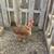 Chiken 3 thumbnail
