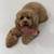 Cockapoo 2 thumbnail