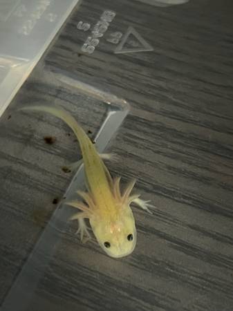 Axolotls looking for great homes 🩷 1