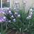 Iris (#03) Fragrant Two tone Purple plants 2 thumbnail