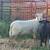 Ram Sheep 2 thumbnail