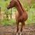 Greenbroke Chestnut Arabian Gelding 4 thumbnail