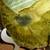 9 lbs.Thunderegg Rare Huge Half Face Cut Exceptional and Beautiful Uni 11 thumbnail