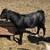 Boer Male Goats 7 thumbnail