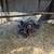 Chick 1 thumbnail