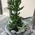 garden items ,succulents -(priced $3-20) 7 thumbnail