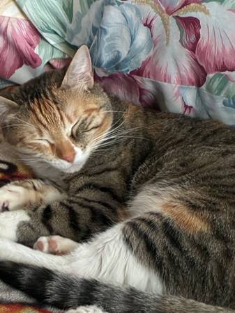 Cat 1