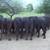 For Sale;   Reg  Gelbvieh   Bulls 4 thumbnail