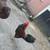 Bantam Roosters 4 thumbnail