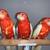 Rubino Rosella 3 thumbnail