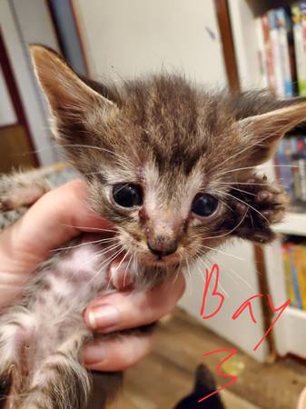 Gatitos (Geneva)551438746523412483