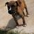 Free Brindle Pit 2 thumbnail