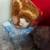 4 Marie Osmond Dolls $235 for all 4 6 thumbnail