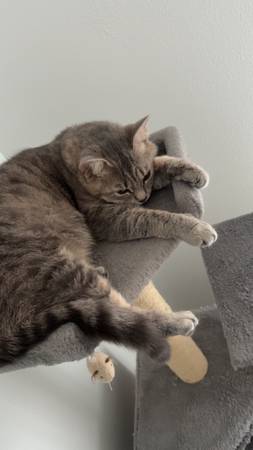 Gata hembra (Bonney Lake)63874561091331122