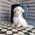 Maltipoo 2 thumbnail
