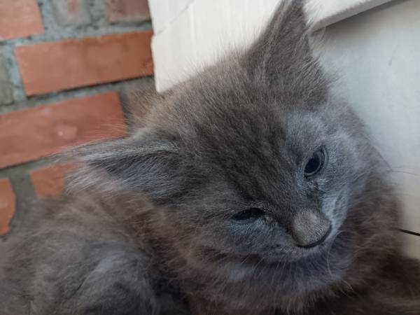 kitten 1