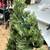 (2pc) Faux Christmas Trees in Wood Box Planters 7 thumbnail