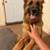 German Shepard 9 thumbnail