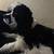 Cocker Spaniel puppy 2 thumbnail
