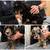 Labradoodle 20 thumbnail